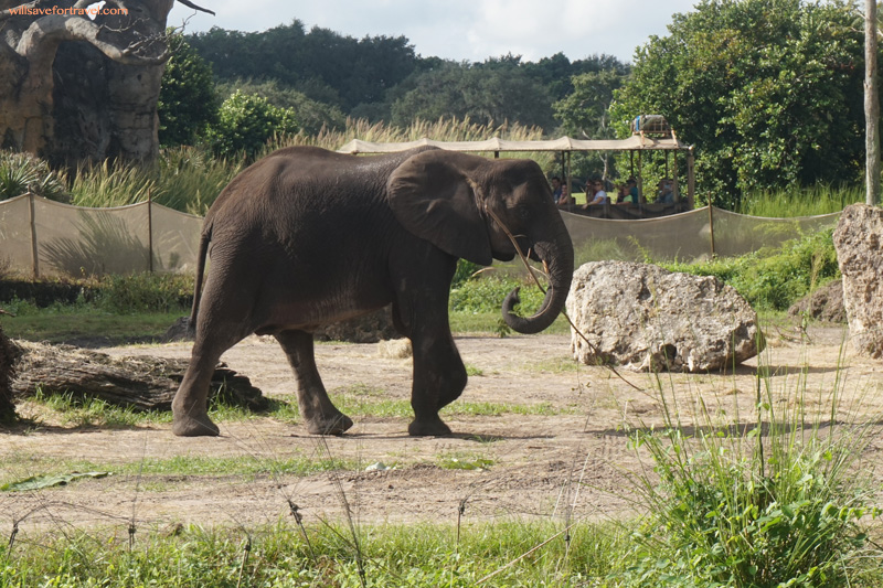 Elephant At Disney World on Caring For Giants Tour