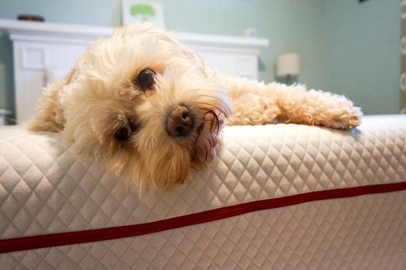 Dog on Douglas Mattress
